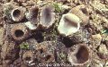 Sepultaria arenicola-amf45